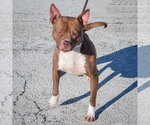 Small #10 American Bulldog-American Staffordshire Terrier Mix
