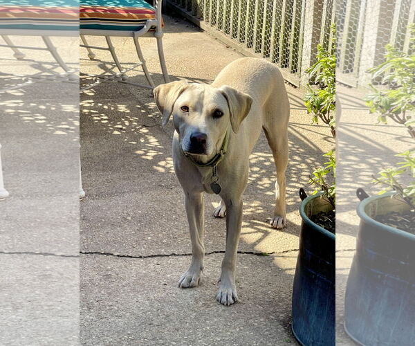 Medium Photo #6 Labrador Retriever-Unknown Mix Puppy For Sale in Oakhurst, NJ, USA