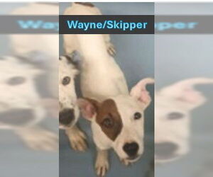 Mutt Dogs for adoption in Sheboygan, WI, USA