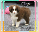 Small Photo #1 Miniature Australian Shepherd Puppy For Sale in FORESTBURG, TX, USA