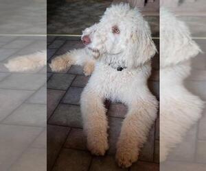 Medium Poodle (Standard)