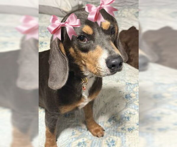 Medium Photo #2 Doxle Puppy For Sale in Mt. Laurel, NJ, USA