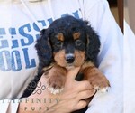 Small #2 Bernedoodle (Miniature)