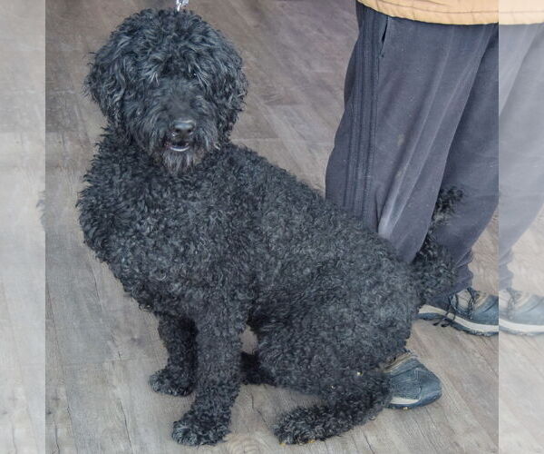 Medium Photo #3 Goldendoodle Puppy For Sale in Huntley, IL, USA