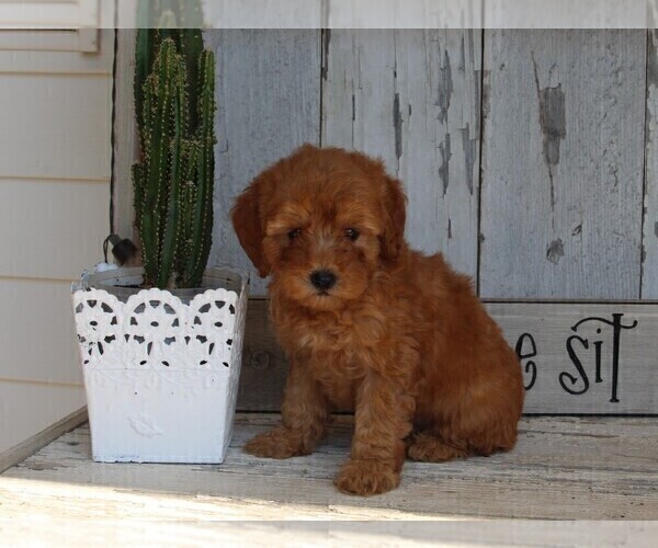 Medium Photo #5 Poodle (Toy) Puppy For Sale in FREDERICKSBURG, OH, USA