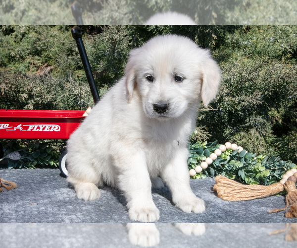 Medium Photo #2 English Cream Golden Retriever Puppy For Sale in ROCHESTER, IN, USA