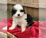 Puppy 2 Miniature Bernedoodle