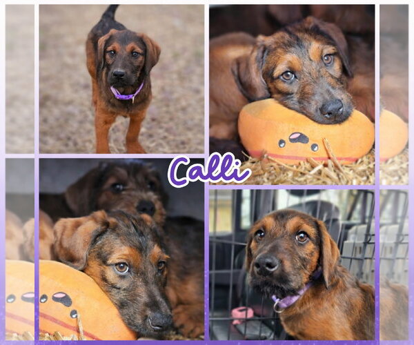 Medium Photo #2 Labradoodle Puppy For Sale in Blacksburg, SC, USA