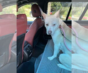 MAMA ANGEL - Female Mutt Dog for Adoption - Photo #4