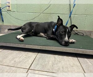 Bull Terrier-Unknown Mix Dogs for adoption in Grand Prairie, TX, USA