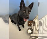 Small #2 Australian Kelpie