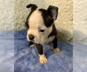 Boston Terrier Puppy for sale in CRKD RVR RNCH, OR, USA