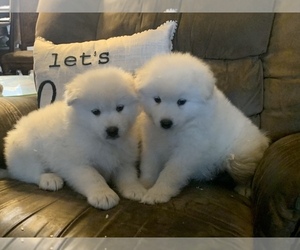 Samoyed Puppy for sale in FINGAL, ND, USA