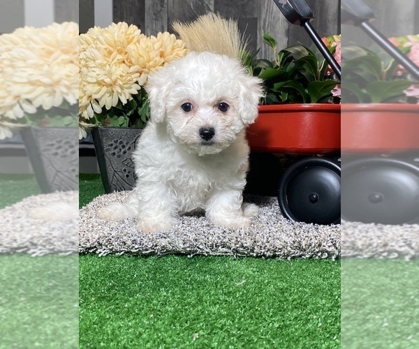 Medium Photo #2 Bichon Frise Puppy For Sale in CANOGA, NY, USA