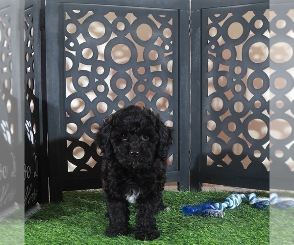 Medium Photo #2 Poodle (Miniature) Puppy For Sale in MOUNT VERNON, OH, USA