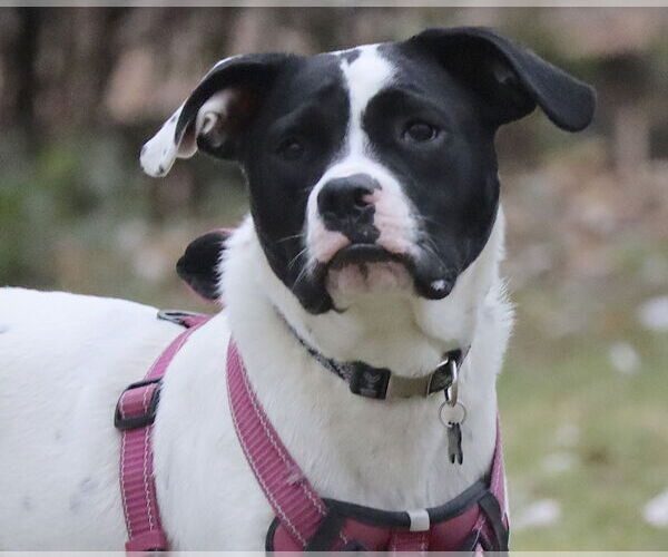 Medium Photo #2 Lab-Pointer Puppy For Sale in Princeton, MN, USA