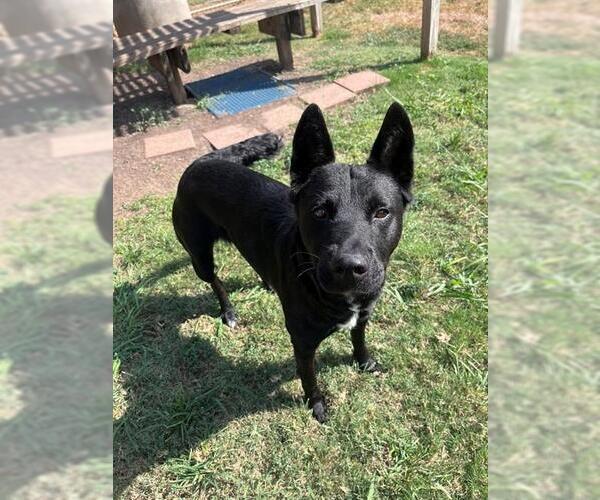 Medium Photo #1 German Shepherd Dog-Unknown Mix Puppy For Sale in Plano, TX, USA