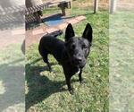 JASMINE - Female German Shepherd Dog-Unknown Mix Dog for Adoption - Small photo