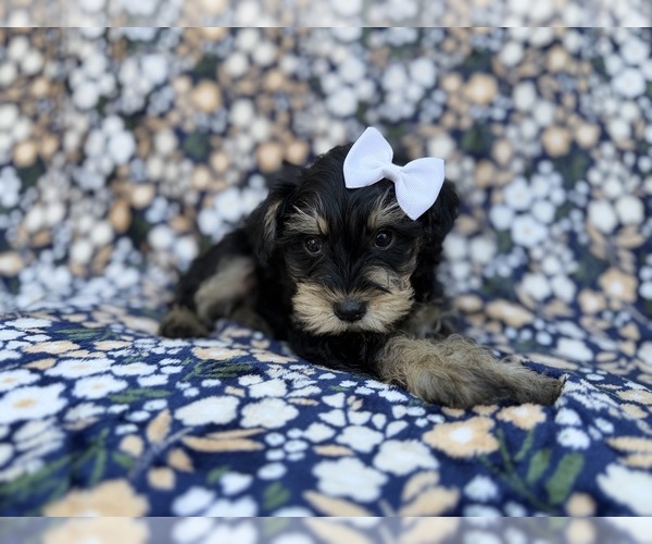 Medium Photo #7 Schnauzer (Miniature) Puppy For Sale in LAKELAND, FL, USA