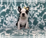 Small Photo #9 Faux Frenchbo Bulldog Puppy For Sale in LAKELAND, FL, USA