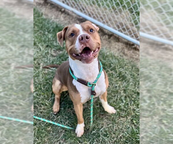 Medium Photo #1 Staffordshire Bull Terrier-Unknown Mix Puppy For Sale in Louisville, KY, USA