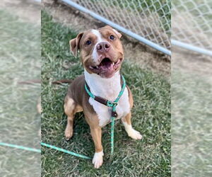 Staffordshire Bull Terrier-Unknown Mix Dogs for adoption in Louisville, KY, USA