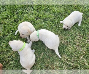 Labrador Retriever Puppy for sale in CEDAREDGE, CO, USA