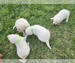 Image preview for Ad Listing. Nickname: Litter of 4
