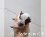 Small #3 Australian Cattle Dog