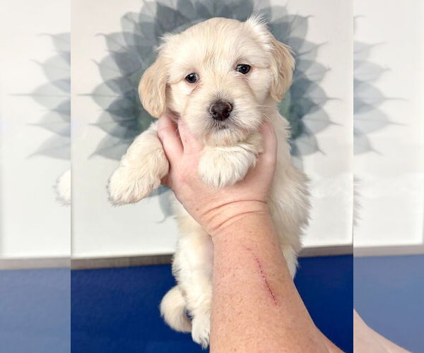 Medium Photo #1 Colonial Cocker Spaniel-Maltese Mix Puppy For Sale in Corona, CA, USA
