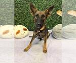 Small German Shepherd Dog Mix