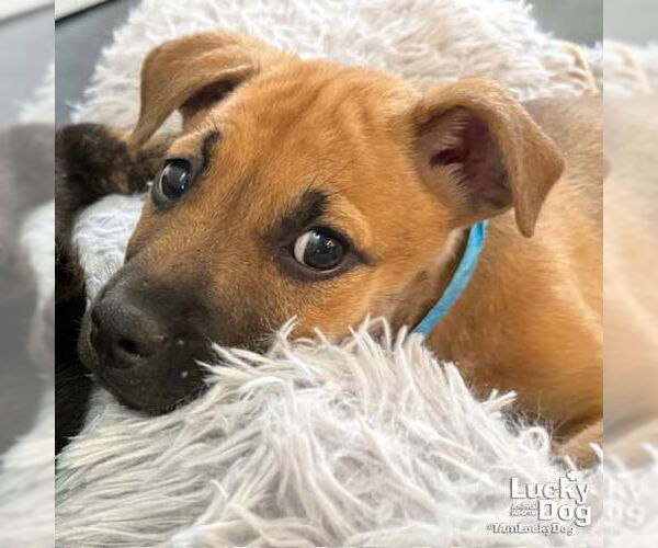 Medium Photo #4 Mutt Puppy For Sale in Washington, DC, USA