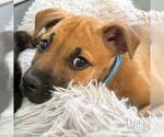 Small #3 Mutt