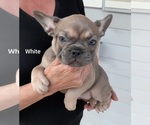 Small Photo #11 French Bulldog Puppy For Sale in BATTLE CREEK, MI, USA