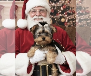 Yorkshire Terrier Puppy for sale in PEEBLES, OH, USA