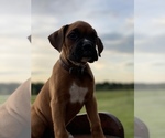 Small Photo #12 Boxer Puppy For Sale in WAUCHULA, FL, USA