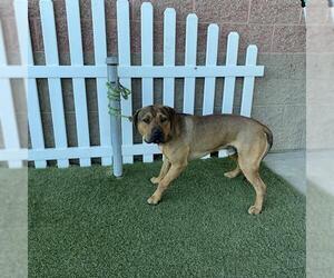 Mutt Dogs for adoption in Modesto, CA, USA