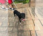Small #1 American Pit Bull Terrier-Labrador Retriever Mix