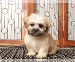 Puppy Max Shorkie Tzu