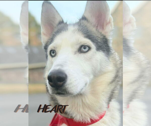 Medium Photo #3 Siberian Husky Puppy For Sale in Severn, MD, USA