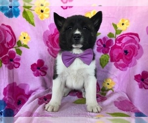Akita Puppy for sale in NARVON, PA, USA