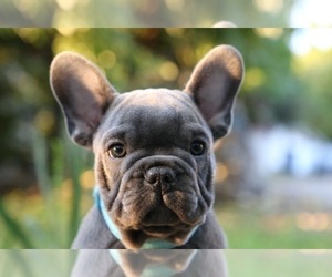 French Bulldog Puppy for sale in BROOKLYN, NY, USA