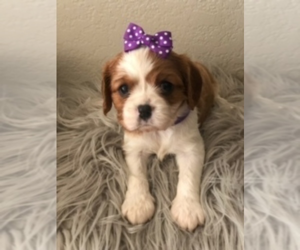 Medium Photo #2 Cavalier King Charles Spaniel Puppy For Sale in RIVERSIDE, CA, USA