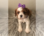Small Photo #2 Cavalier King Charles Spaniel Puppy For Sale in RIVERSIDE, CA, USA