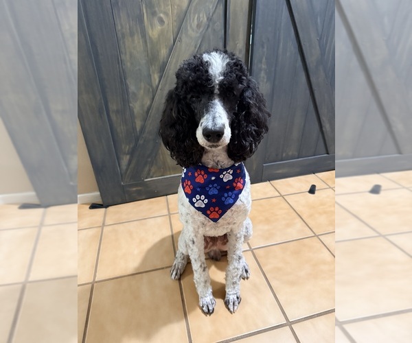 Medium Photo #1 Aussiedoodle Puppy For Sale in NORCO, CA, USA