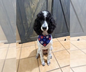 Father of the Aussiedoodle puppies born on 07/23/2026