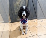 Small Photo #1 Aussiedoodle Puppy For Sale in NORCO, CA, USA