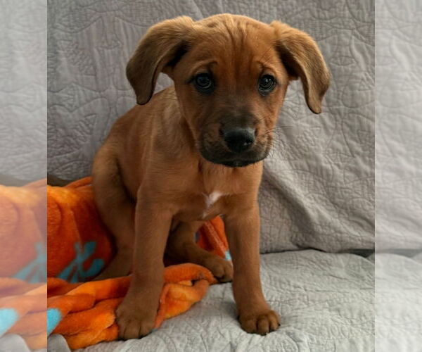 Medium Photo #2 Shepradors Puppy For Sale in Chester, VA, USA