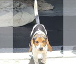 Small #2 Beagle Mix