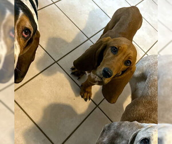 Medium Photo #2 Basset Hound Puppy For Sale in Deepwater, NJ, USA
